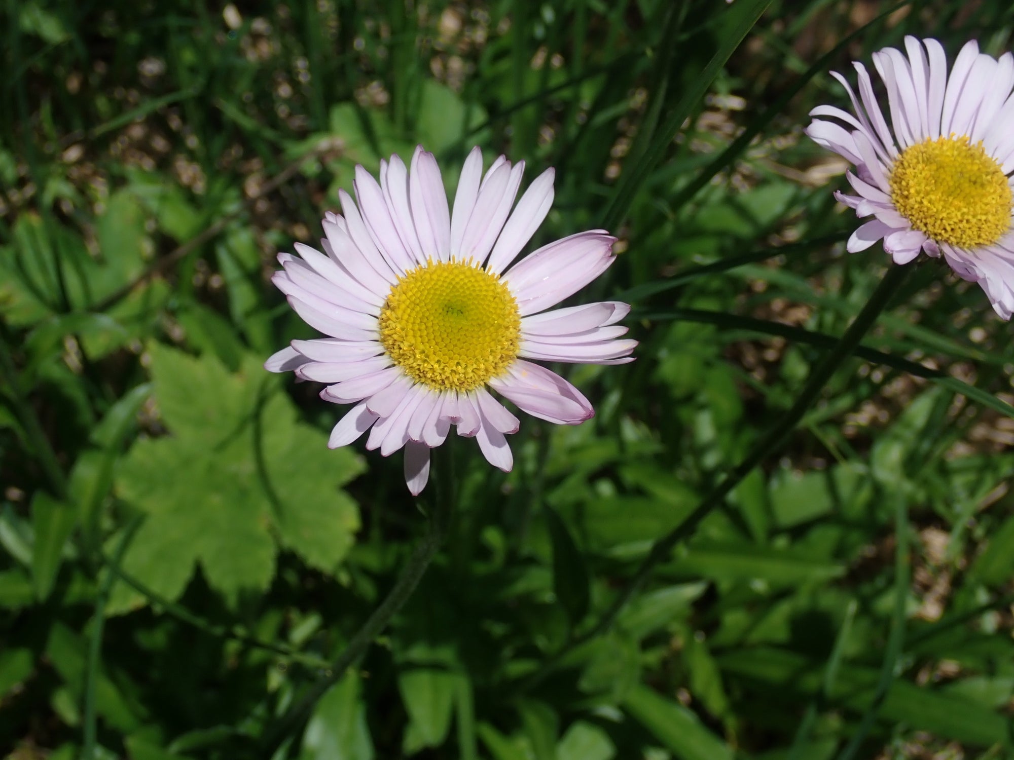 Erigeron peregrinus (Sub Alpine Fleabane)