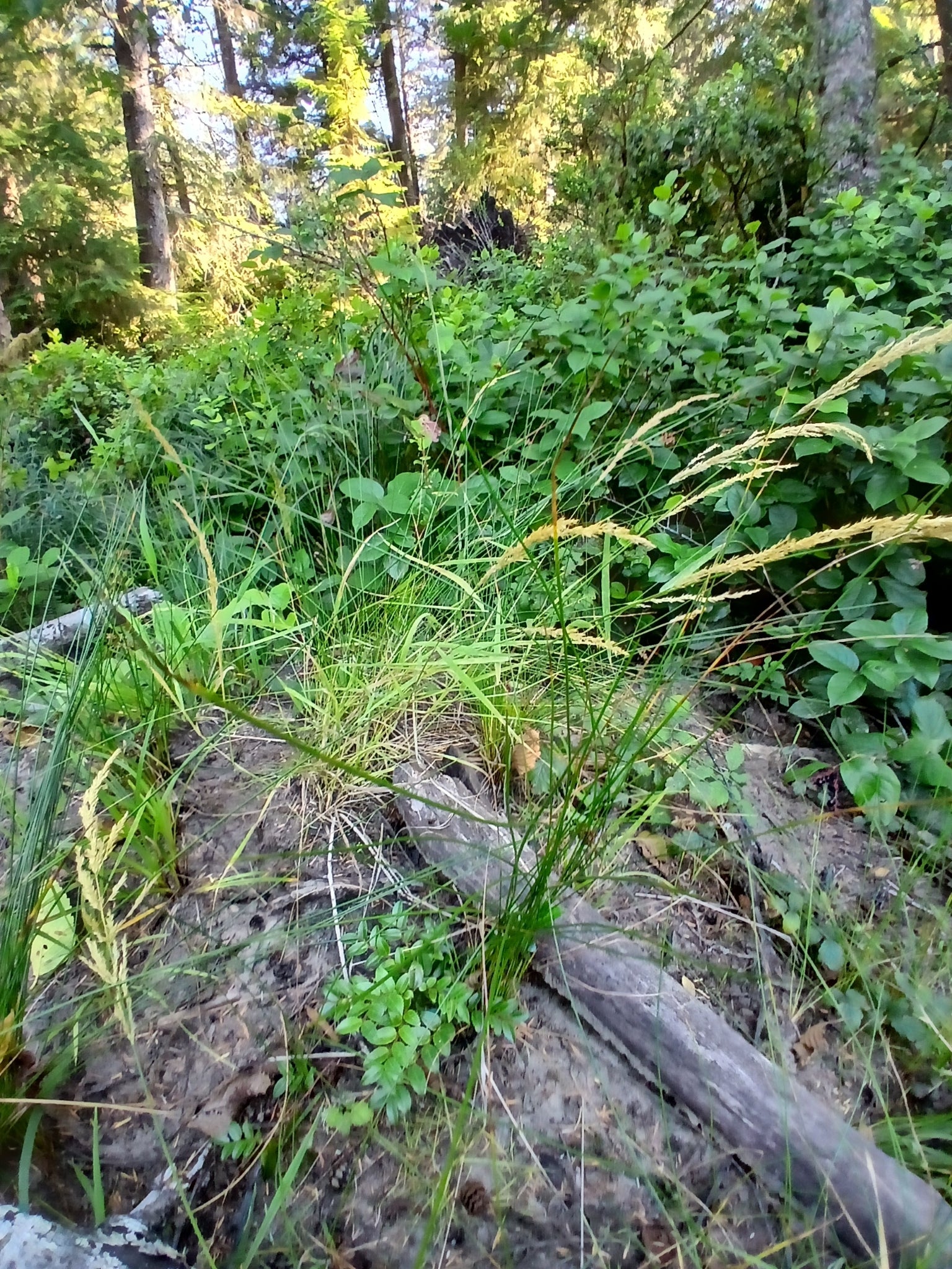 Agrostis exarata (Spike Bentgrass)