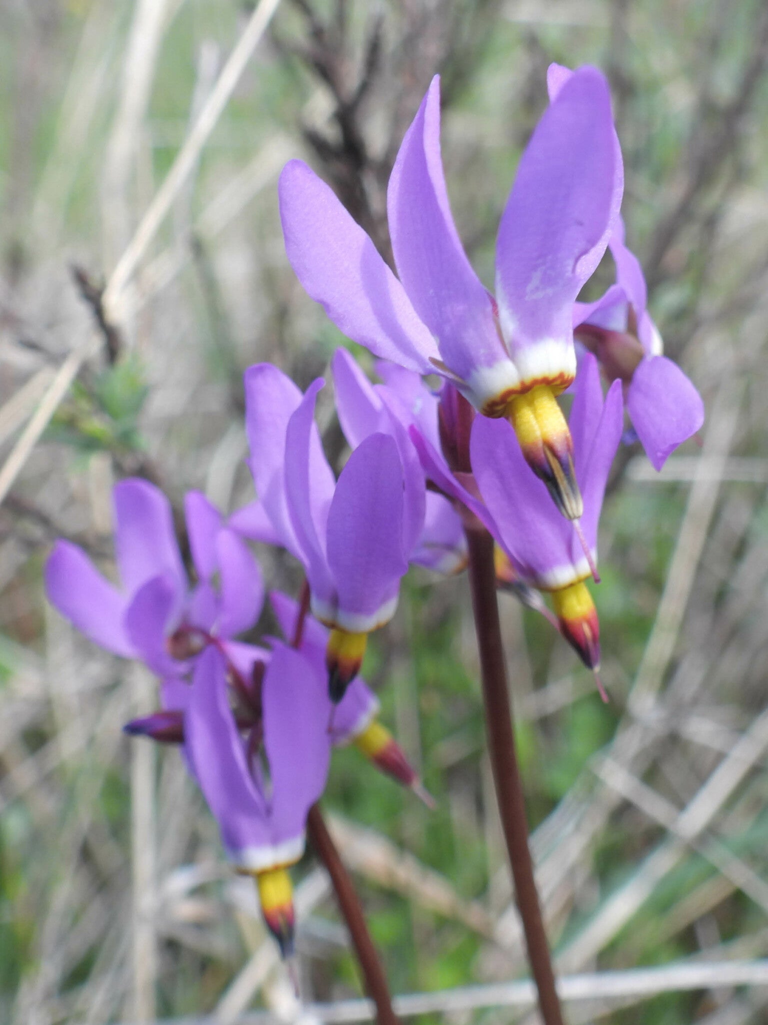 Dodecatheon pulchellum (Dark-Throated Shooting Star)