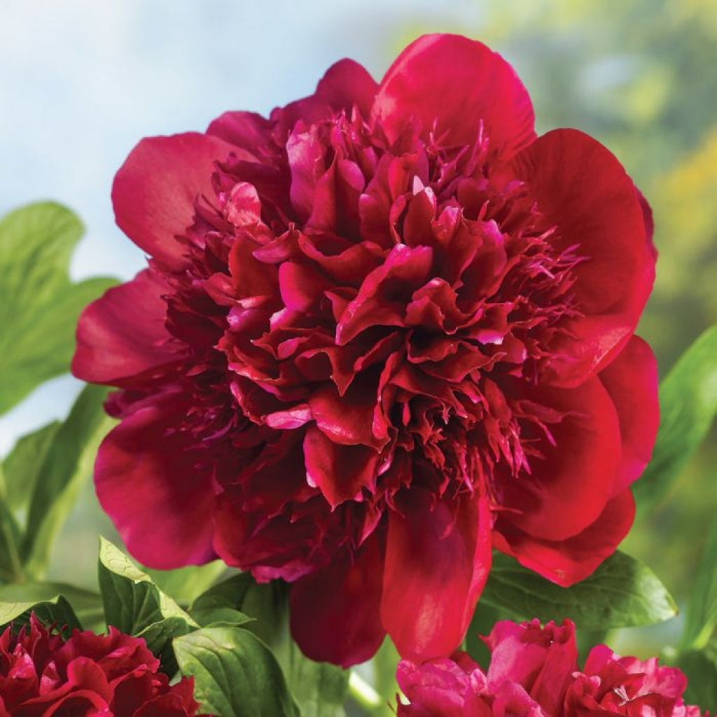 Paeonia lactoflora 'Red Charm' (Peony)