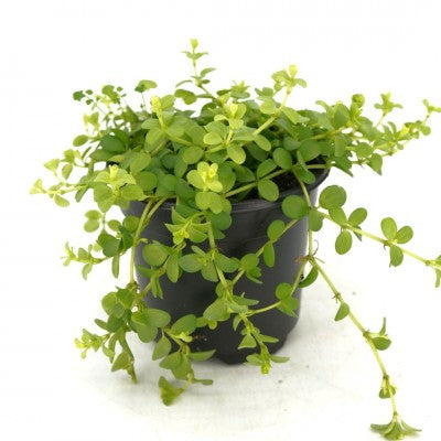 Peperomia deppeana (Radiator Plant)