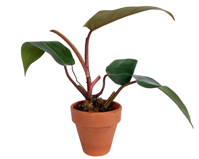 Potted plant with broad green leaves and deep red stems.