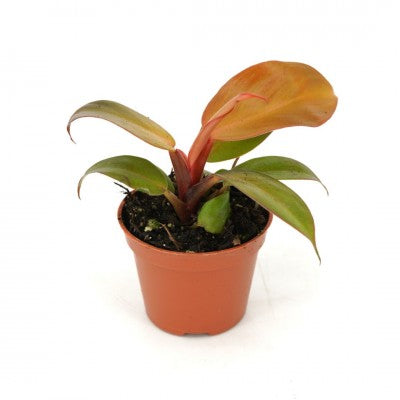 Philodendron 'Cherry Red'