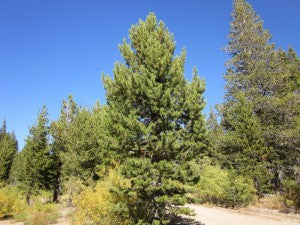 Pinus contorta ssp. murrayana (Lodgepole Pine)
