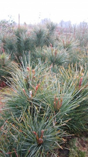 Pinus monticola (Western White Pine)