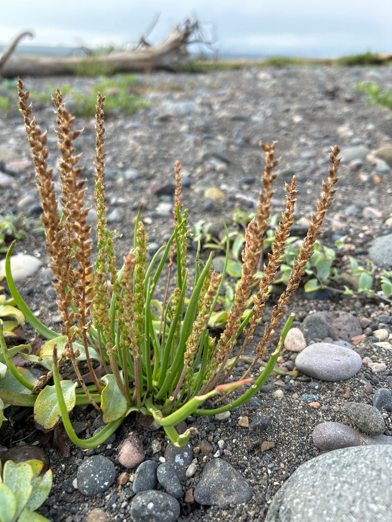 Plantago maritima (Seaside Plantain)