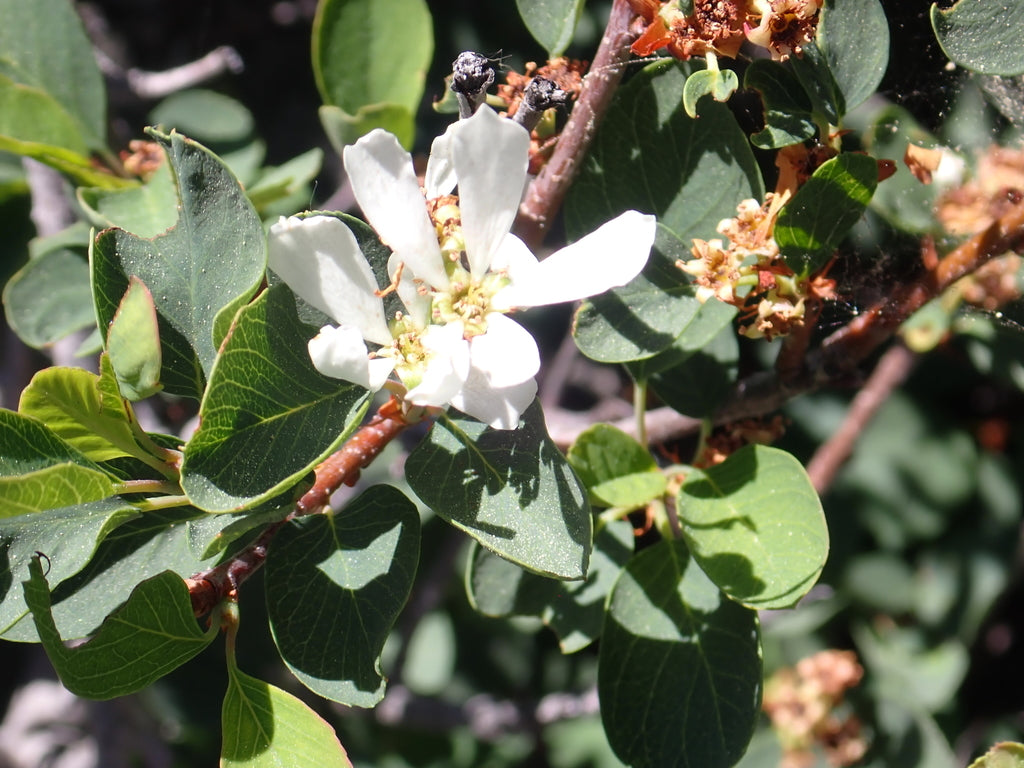 Prunus subcordata (Klamath Plum)