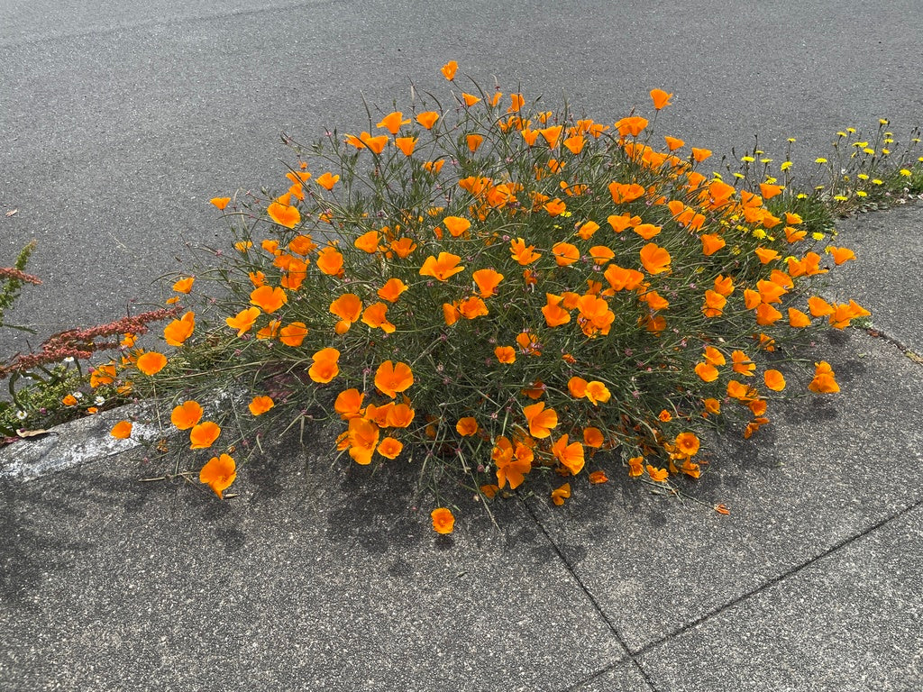 Bokashi Seedballs - Eschscholzia californica (California Poppy)