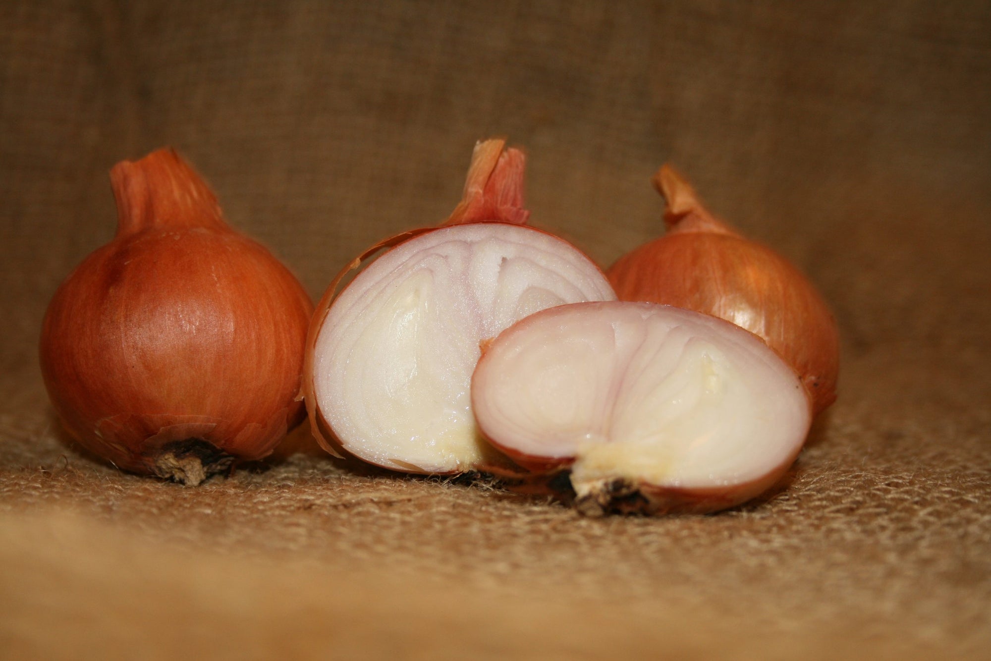 Holland Red Shallot, Organic