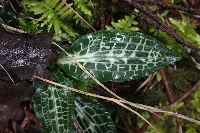 Goodyera oblongifolia (Rattlesnake Plantain)