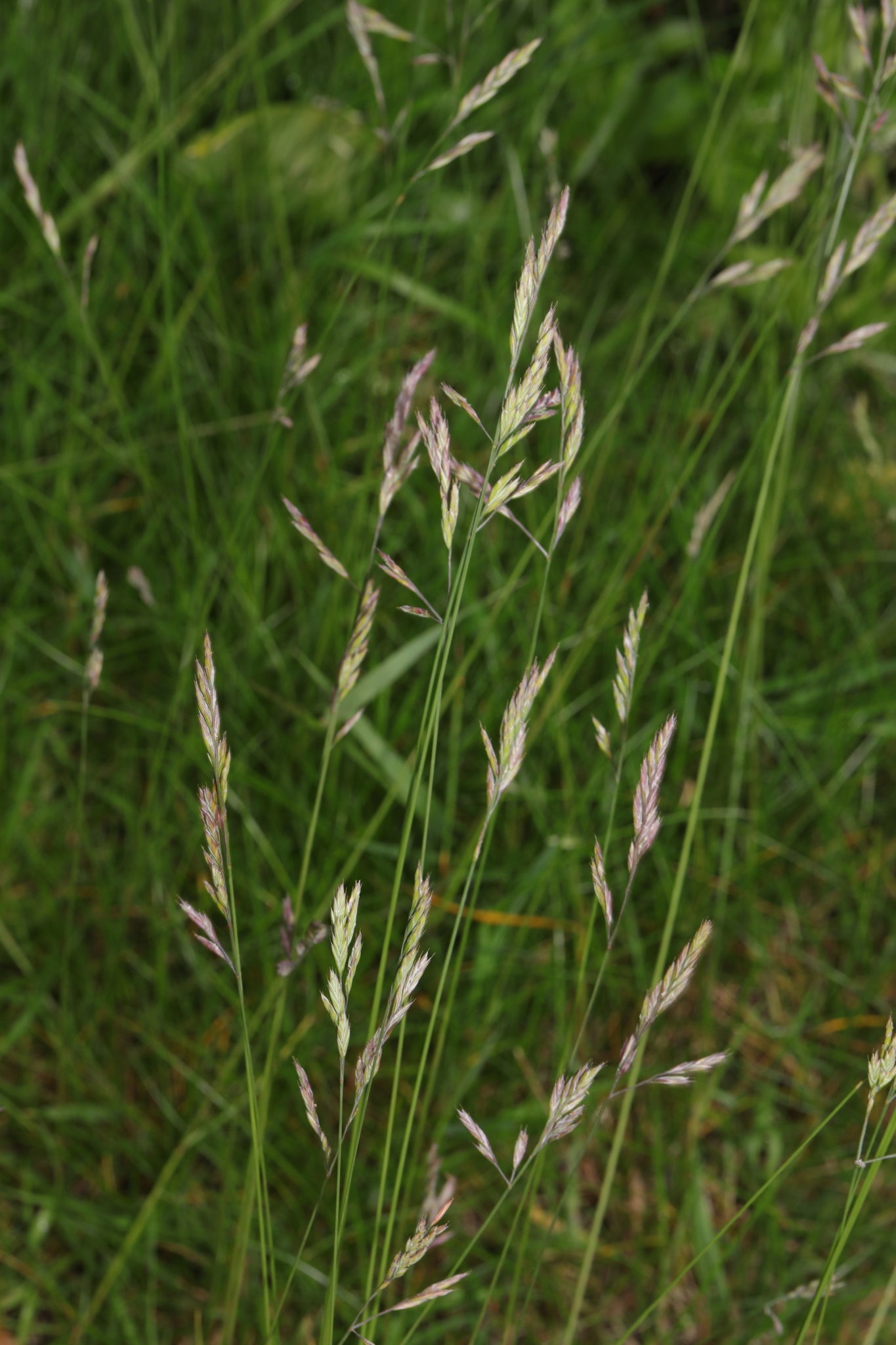Festuca Rubra (Red Fescue) Seed Packet SF