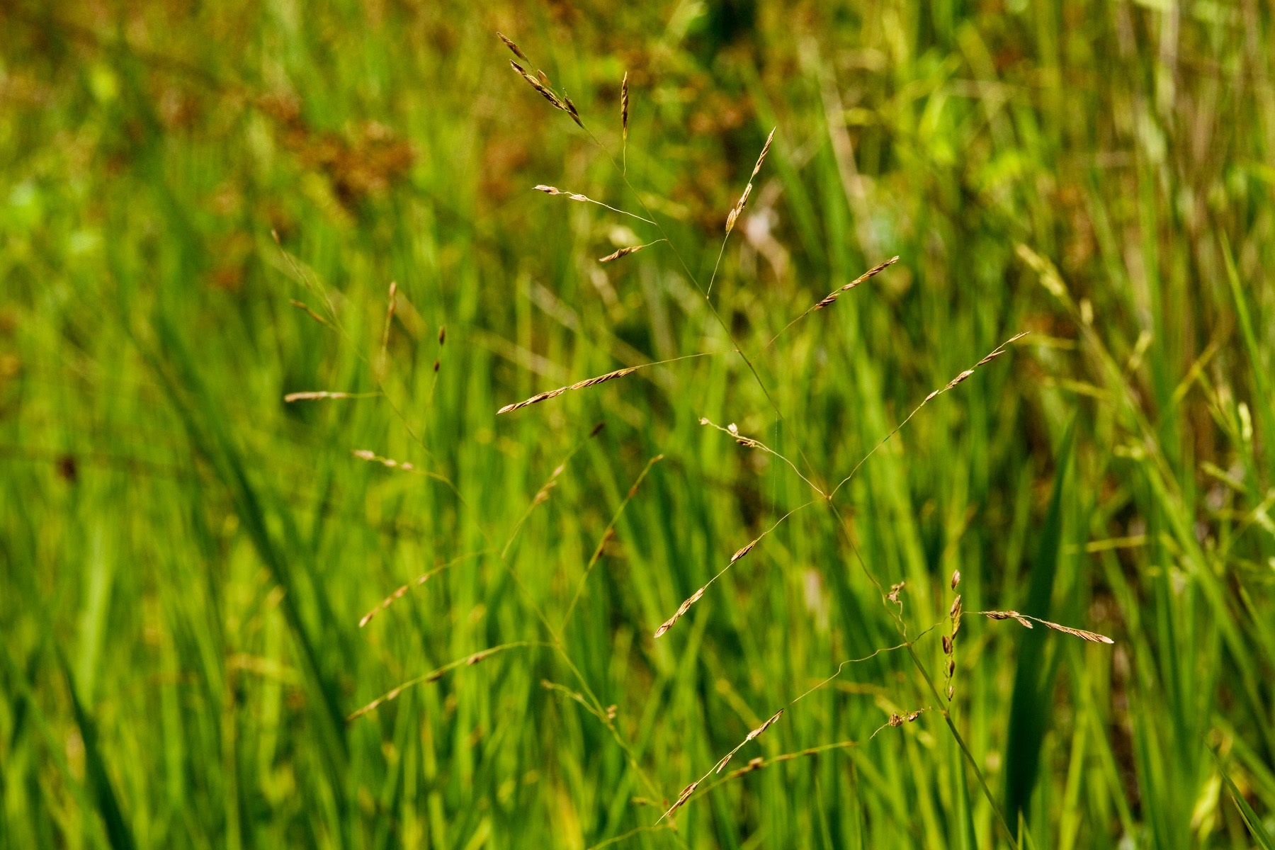 Leersia oryzoides (Rice Cutgrass) CC WH