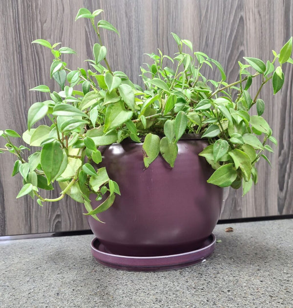 Riley Round Planter w/Saucer 9