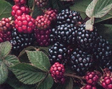 Rubus ursinus 'Black Satin' (Thornless Blackberry)