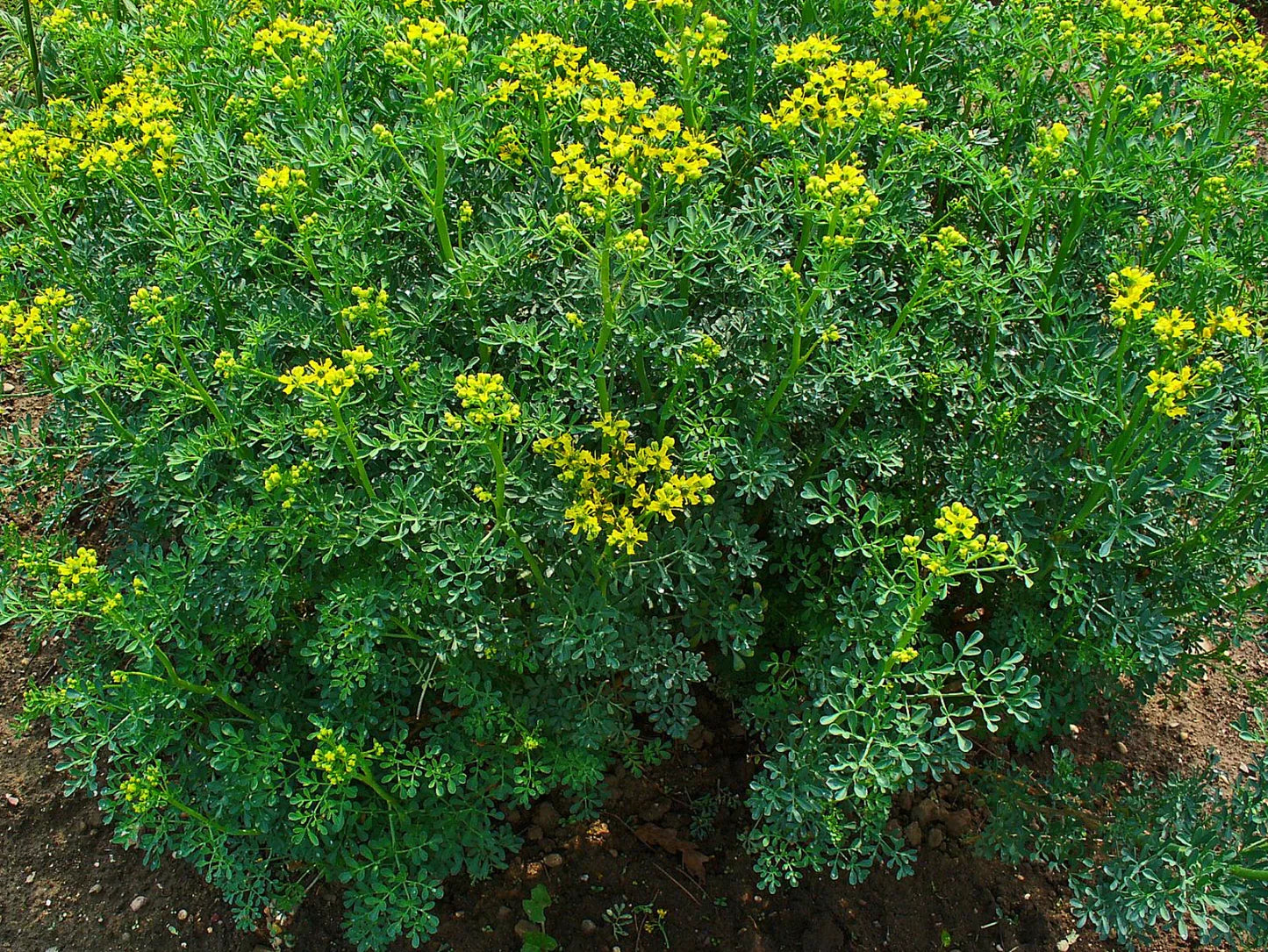 Rue (Ruta graveolens) - Seed RS