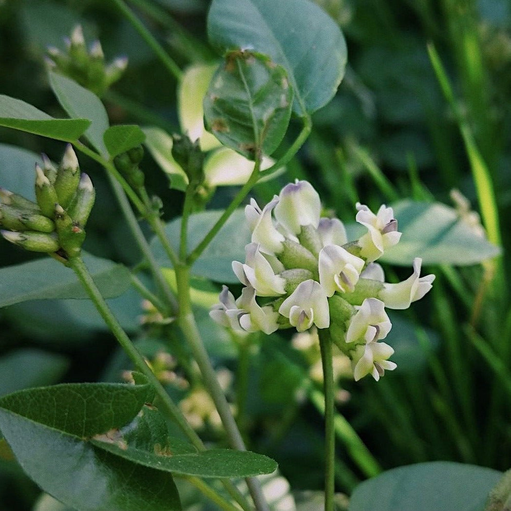 Rupertia physodes (Forest Scurf Pea)