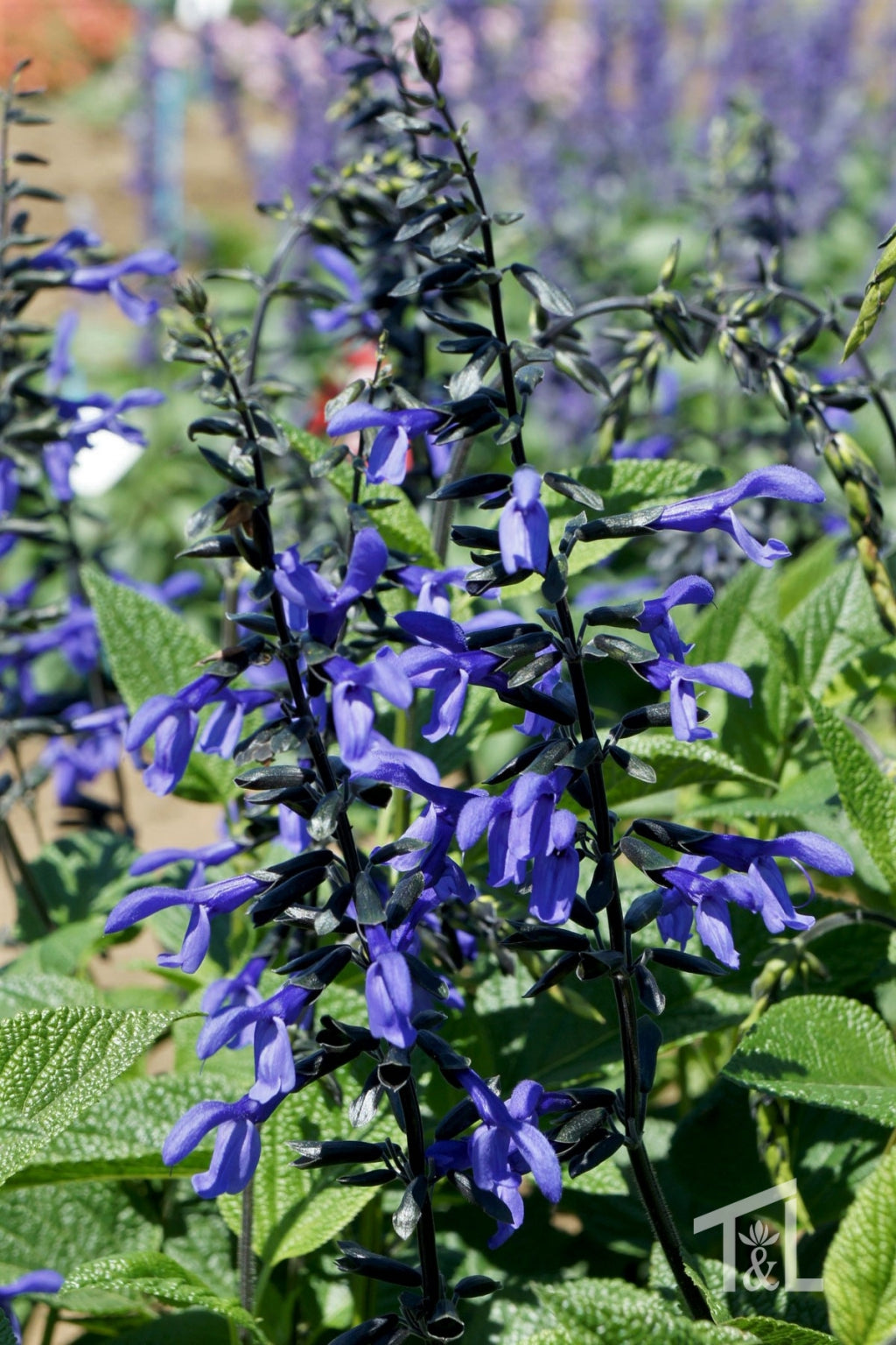 Salvia guaranitica 'Black & Bloom'