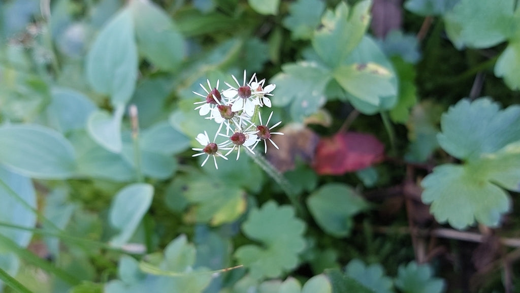 Micranthes nelsoniana (Heartleaf Saxifrage)