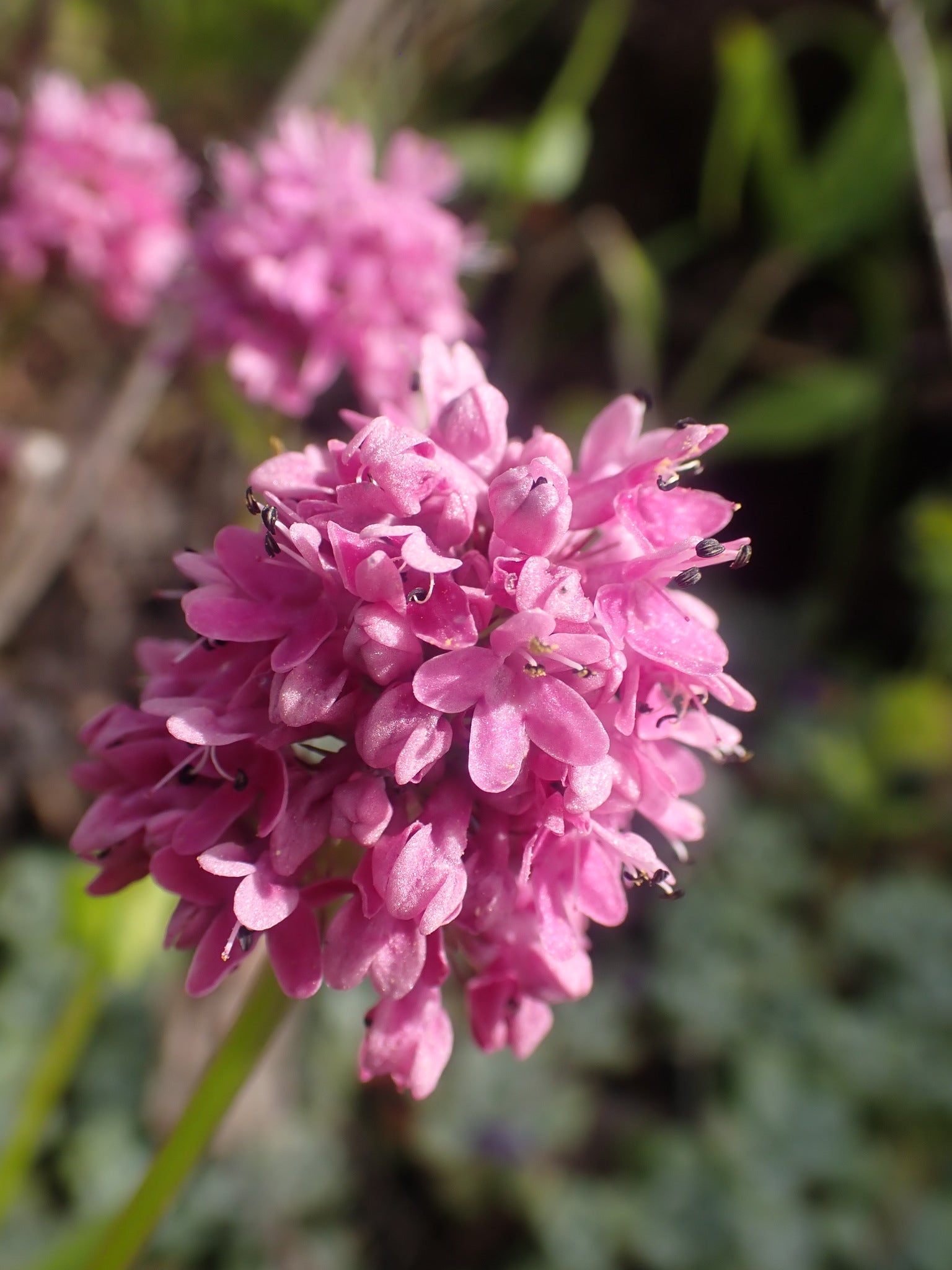 Plectritis congesta (Sea Blush) Seed Packet SF