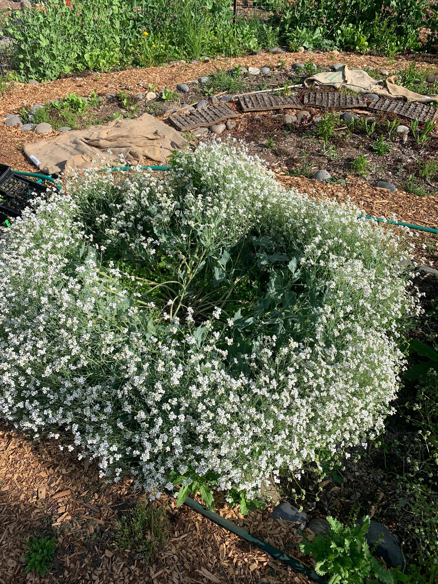 Sea Kale (Crambe maritima) - Seed RS