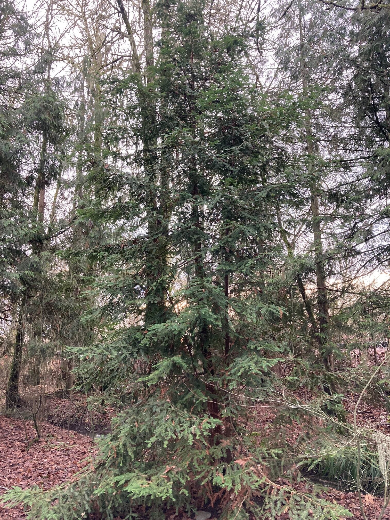 Sequoia sempervirens (Coast Redwood)