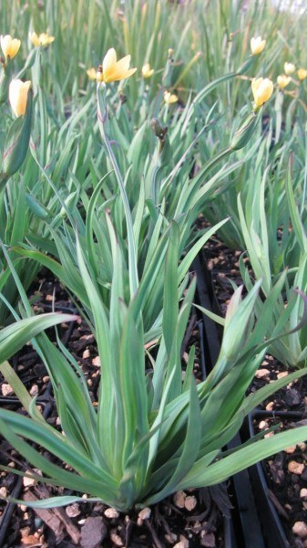 Light green plants with long, slender leaves. There are soft yellow blooms at the top of each stem.