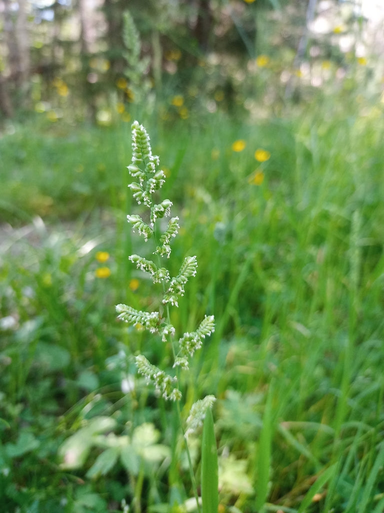 Beckmania syzigachne (American Slough Grass)