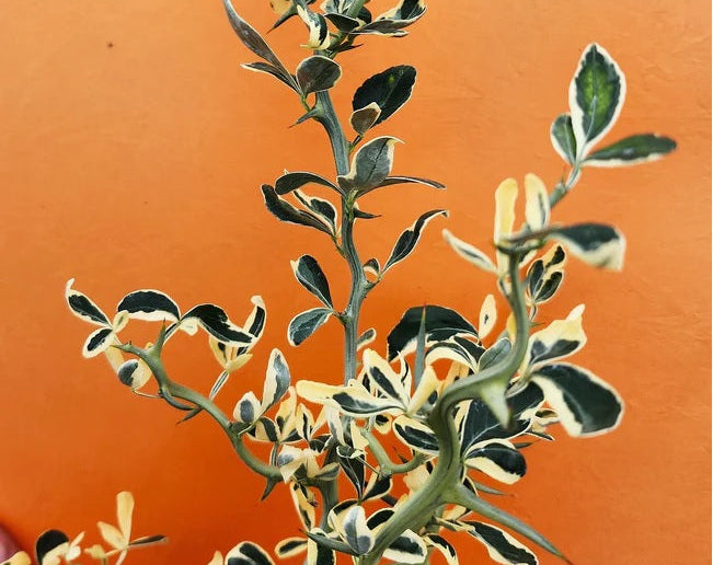 Snow Dragon Citrus Tree (Poncirus trifoliata 'Snow Dragon')