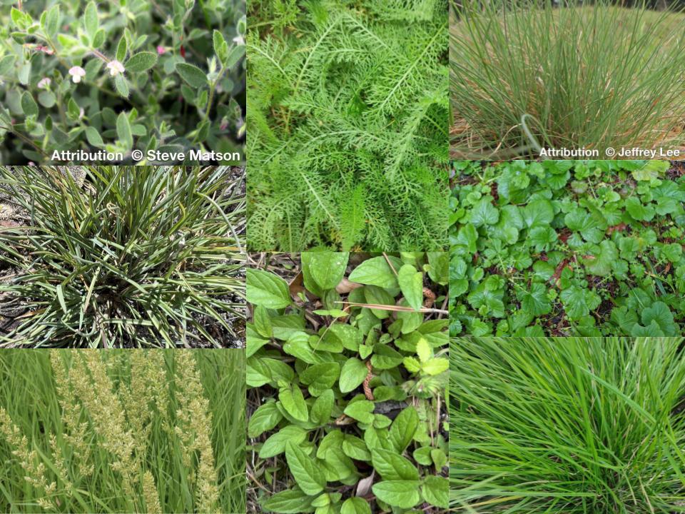 garden seed mix Native So-Called-Lawn Seed Mix