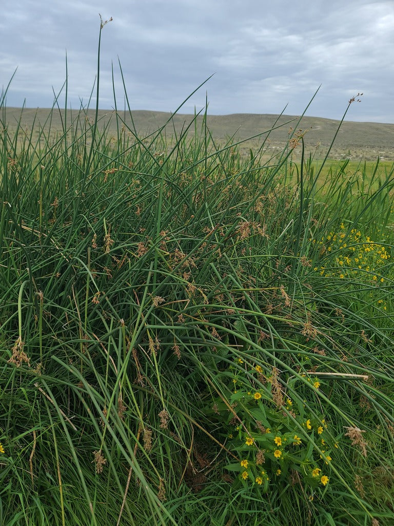 Mini Mixer - Weavers Wish: Apocynum cannabinium + Schoenoplectus tabernaemontanii + Typha latifolia