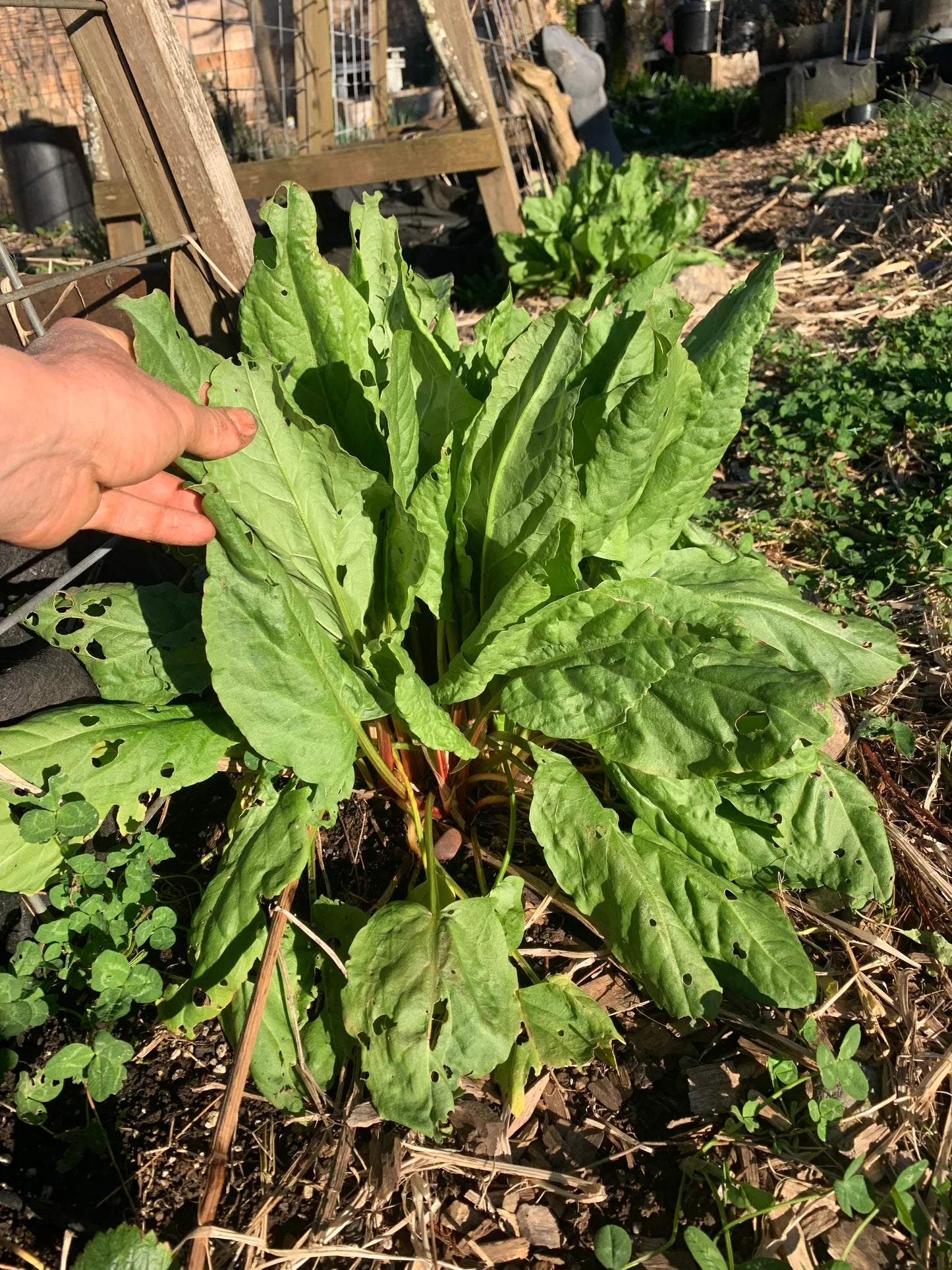 Sorrel (Rumex acetosa) - Seed RS