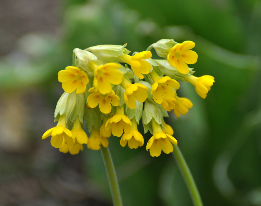 Primula veris (Cowslip) MG CC