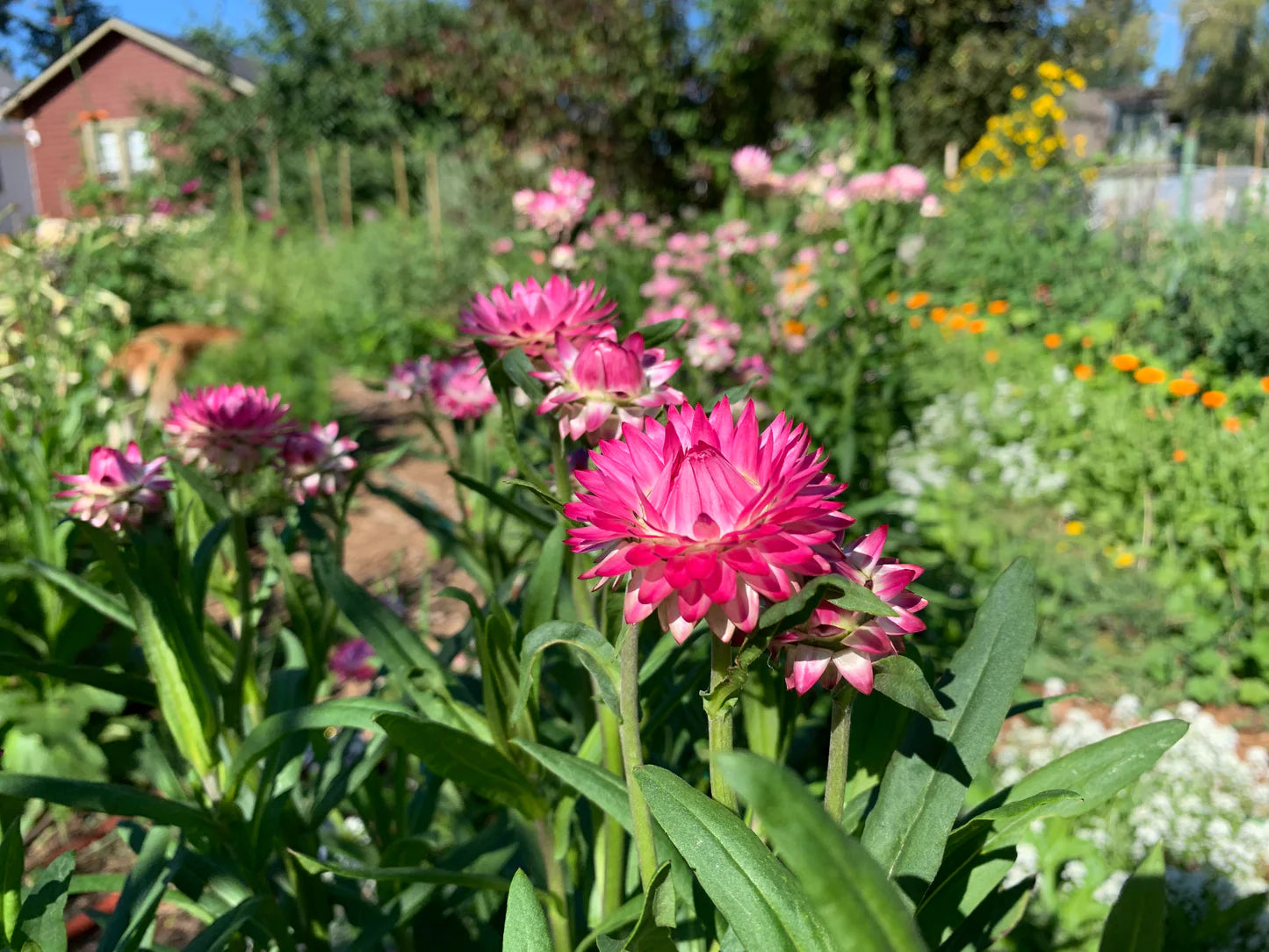 Strawflower 'Rhythm Mix' (Xerochrysum bracteatum) - Seed RS