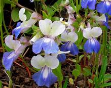Collinsia grandiflora (Giant Blue-eyed Mary)