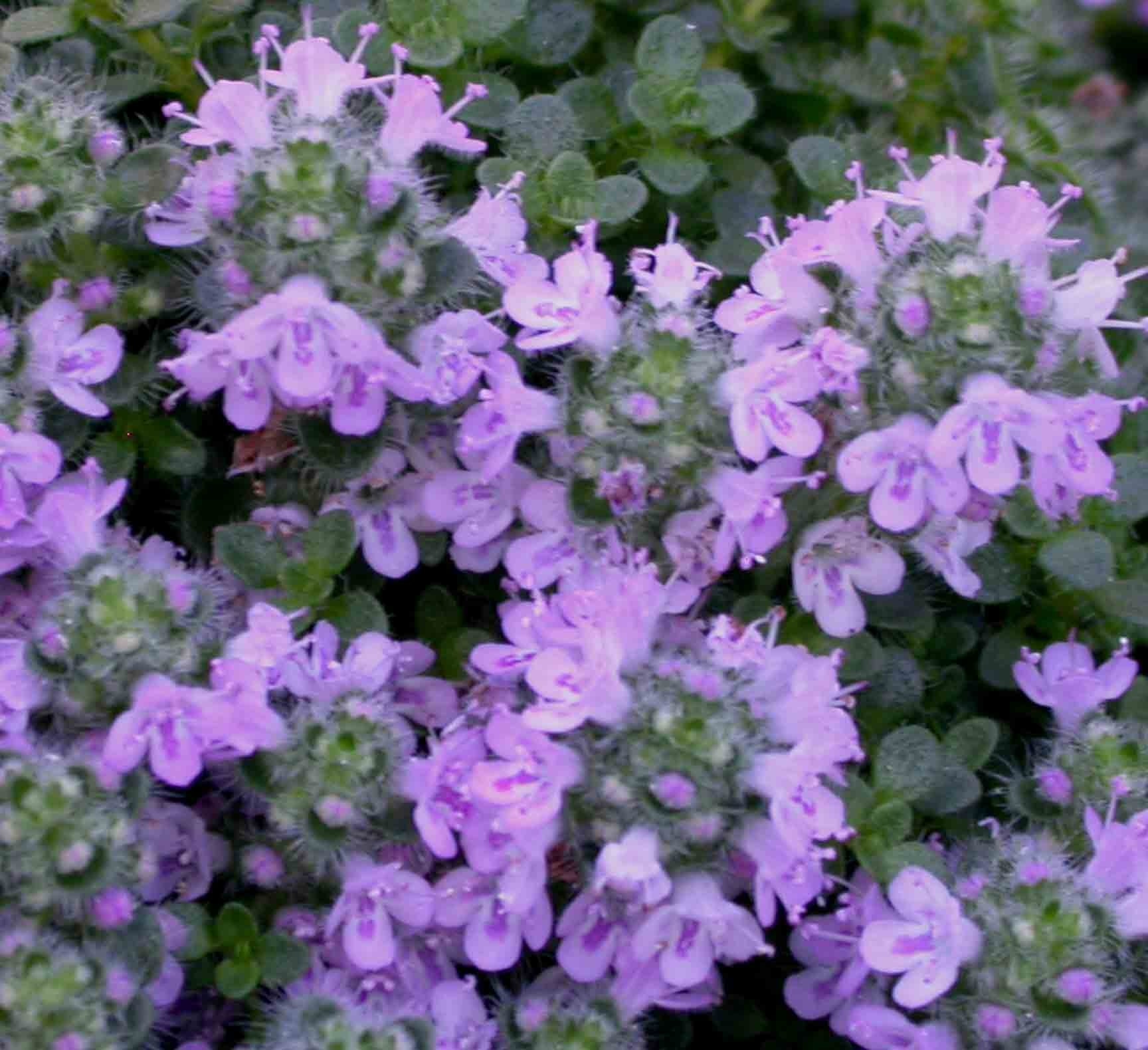 Creeping Thyme 'Elfin' (Thymus serpyllum)