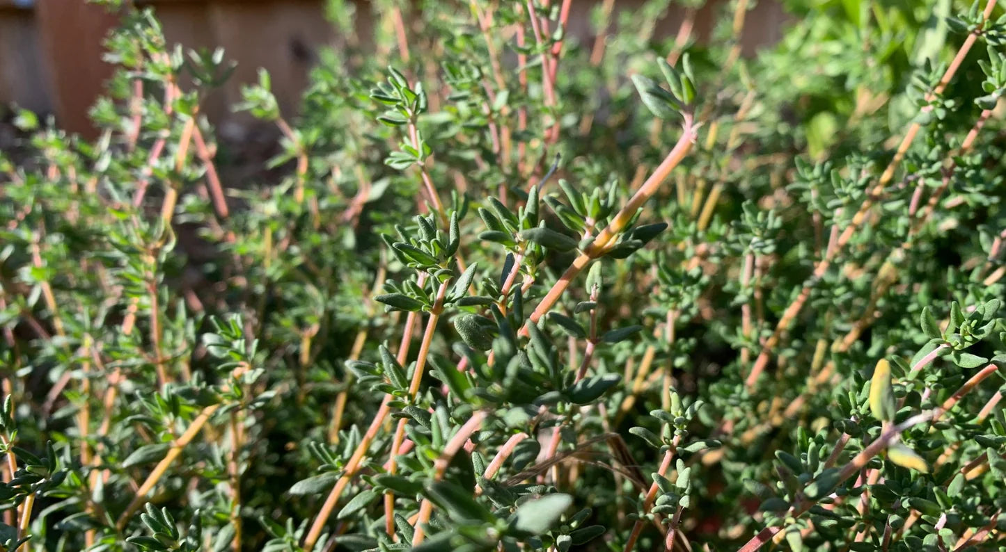 Thyme 'Varico 2' (Thymus vulgaris) - Seed RS