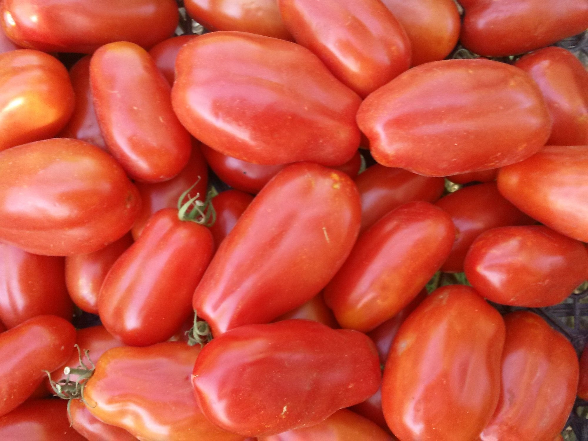 Tomato 'San Marzano' (Solanum lycopersicum) - Seed SRC