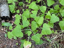 Adenocaulon bicolor (Pathfinder)
