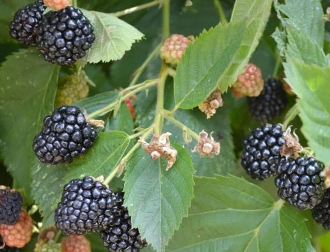 Thornless Blackberry 'Triple Crown' (Rubus sp.)