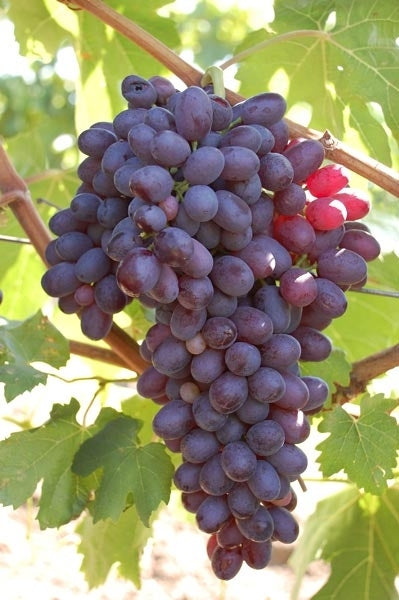 Grape 'Black Monukka' (Vitis ssp)  1gal TL