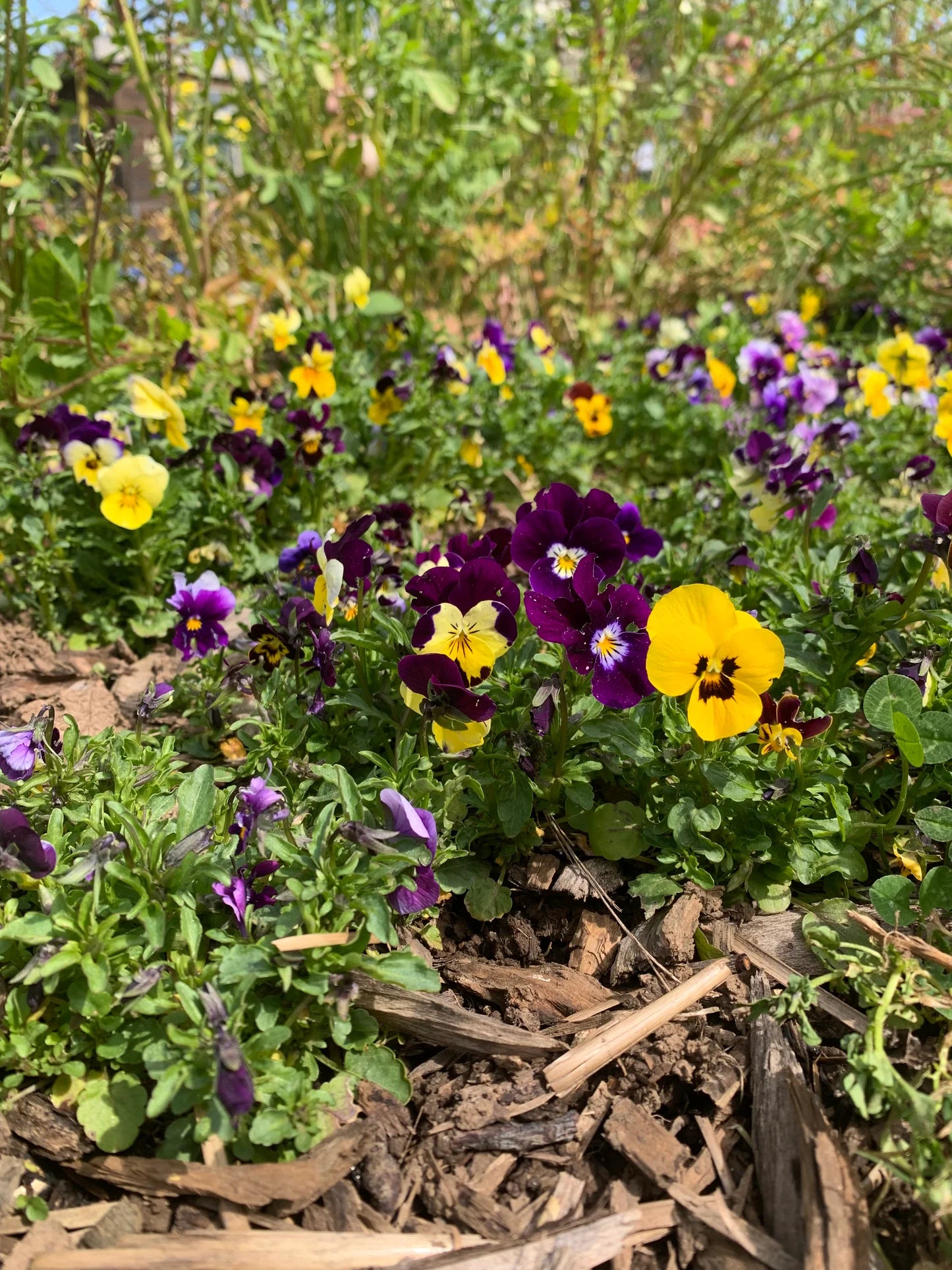 viola seeds planting Viola 'Rhythm Mix' (Viola) - Seed RS