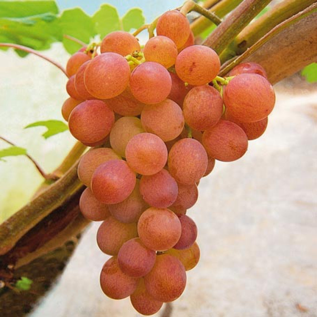 Grape 'Vanessa' (Vitis vinifera)