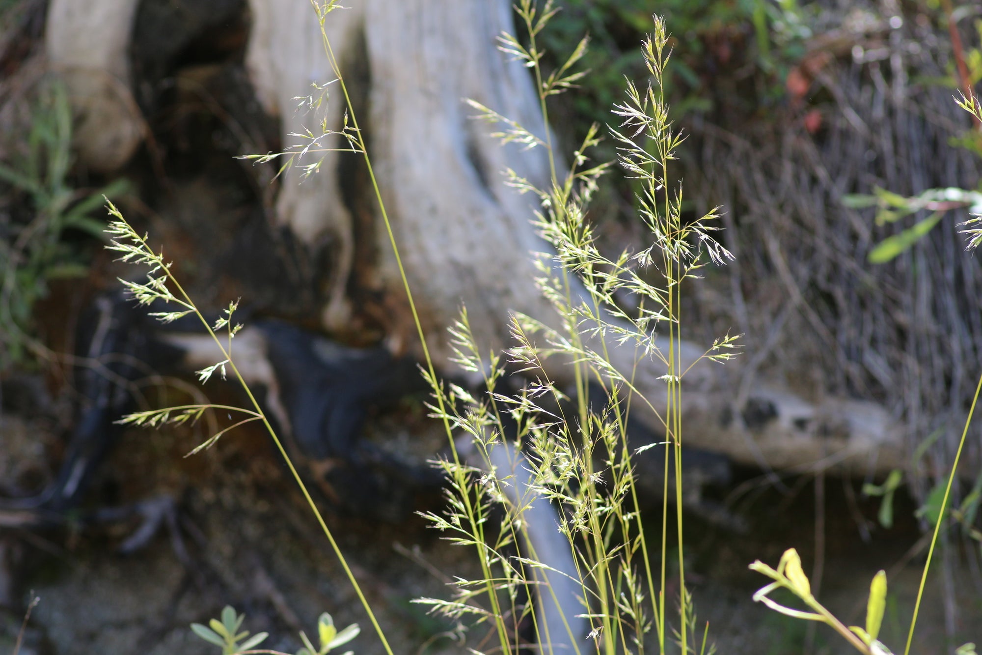 Festuca occidentalis (Western Fescue)