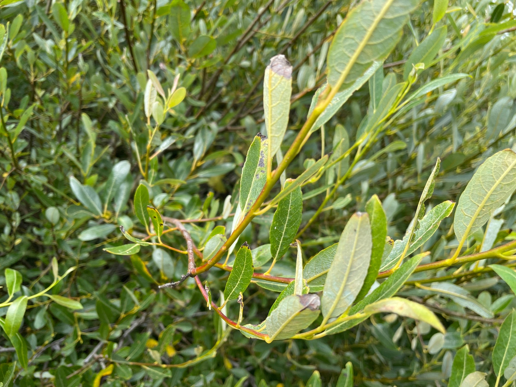 Salix hookeriana (Hooker's Willow)