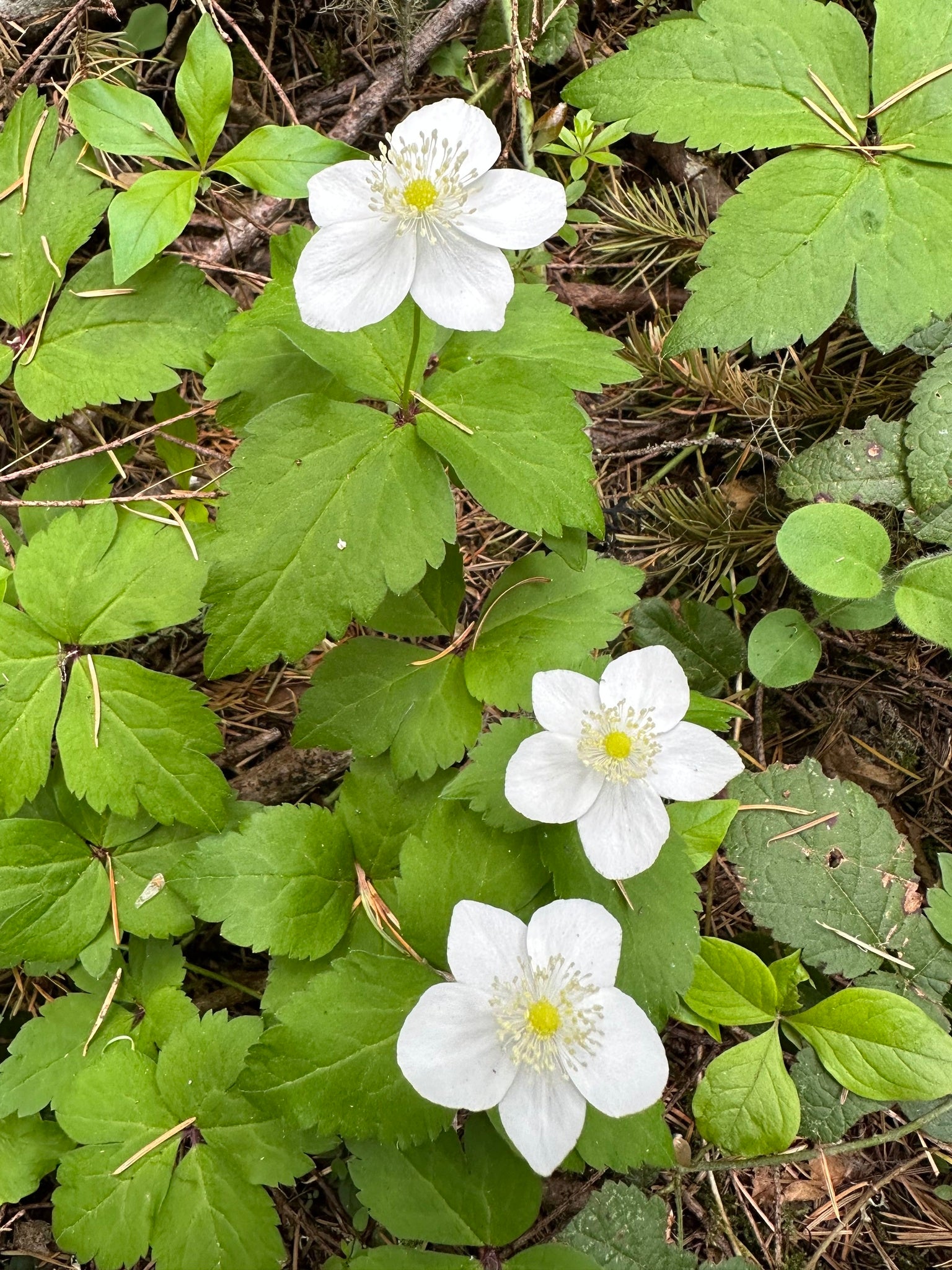 Anemone deltoidea (Columbian Windflower)