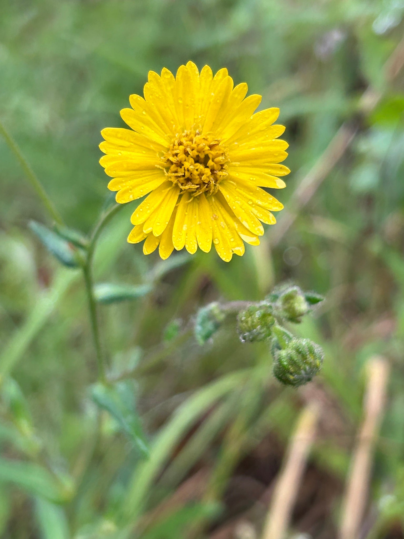 Anisocarpus madioides (Woodland Madia)