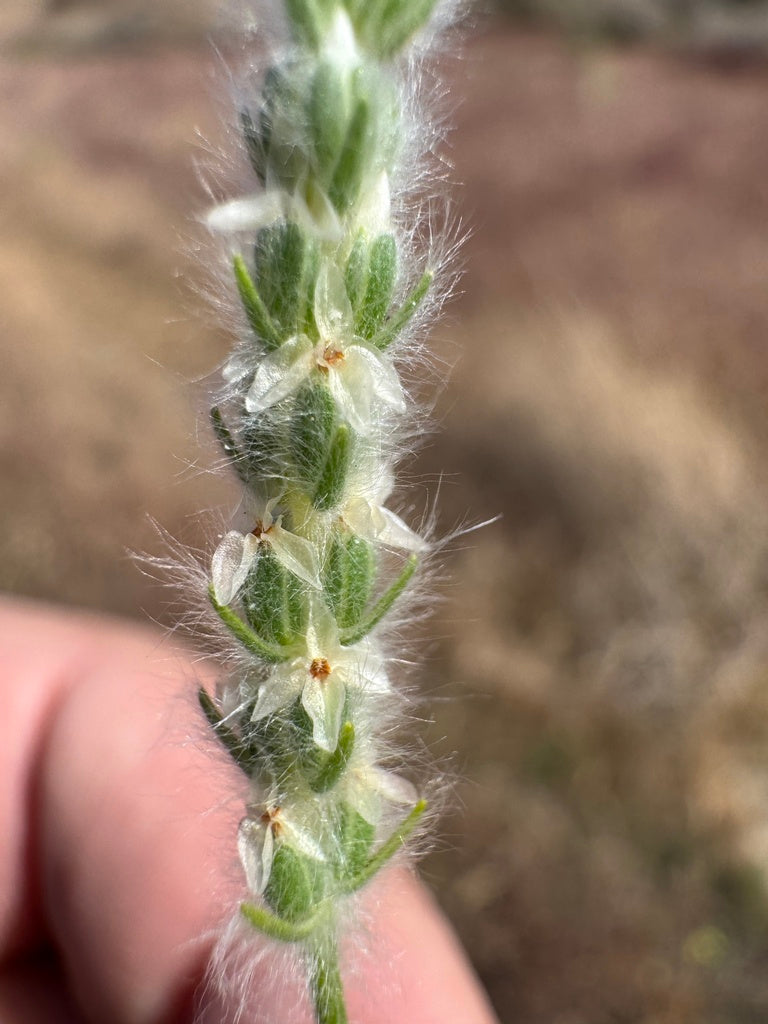Plantago patagonica (Woolly Plantain)