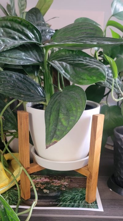 Essential Wood Plant Stand