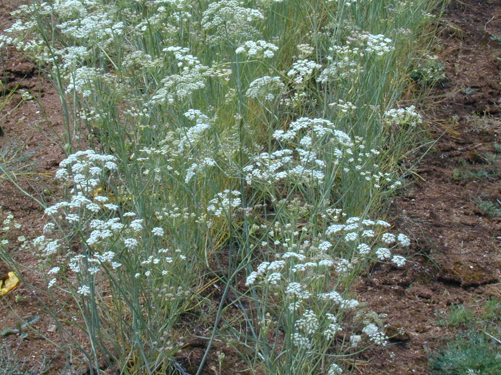 Perideridia oregana (Oregon Yampah) Seed Packet HS