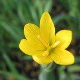 A small yellow flower with tiny yellow stamens in the center.